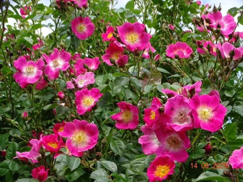  - Trandafiri 2025 2