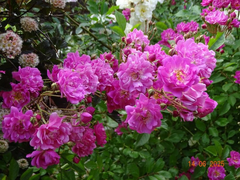  - Trandafiri 2025 2
