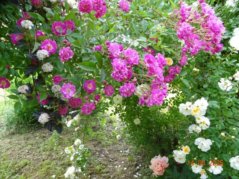 - Trandafiri 2025 2