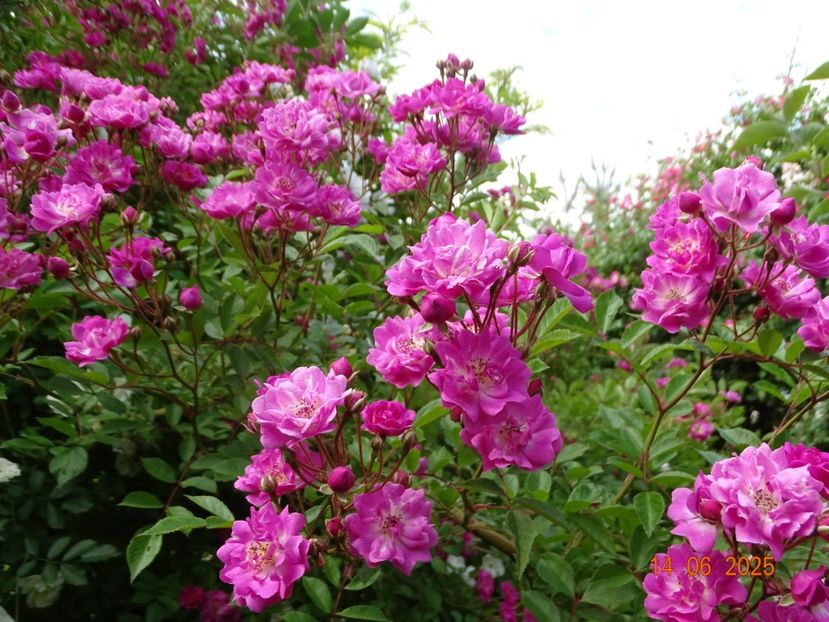  - Trandafiri 2025 2