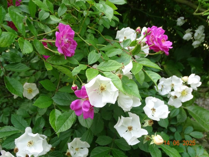  - Trandafiri 2025 2