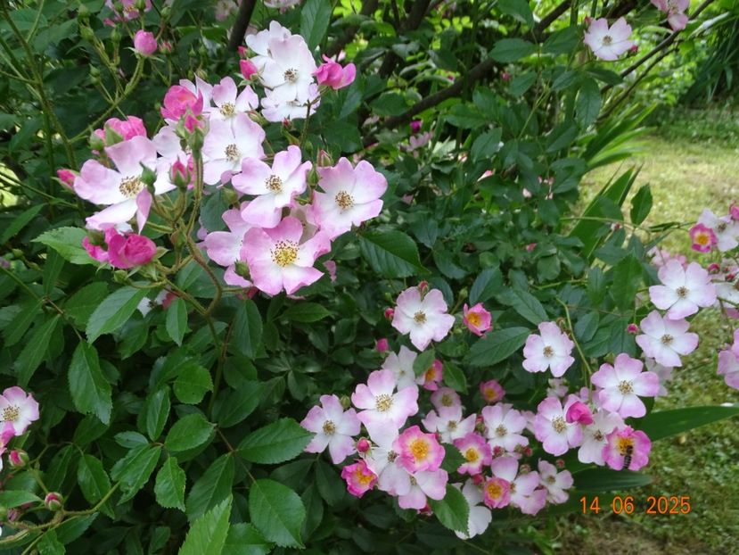  - Trandafiri 2025 2