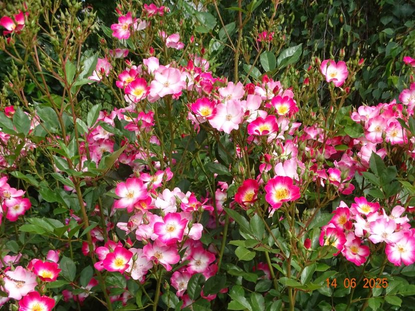  - Trandafiri 2025 2