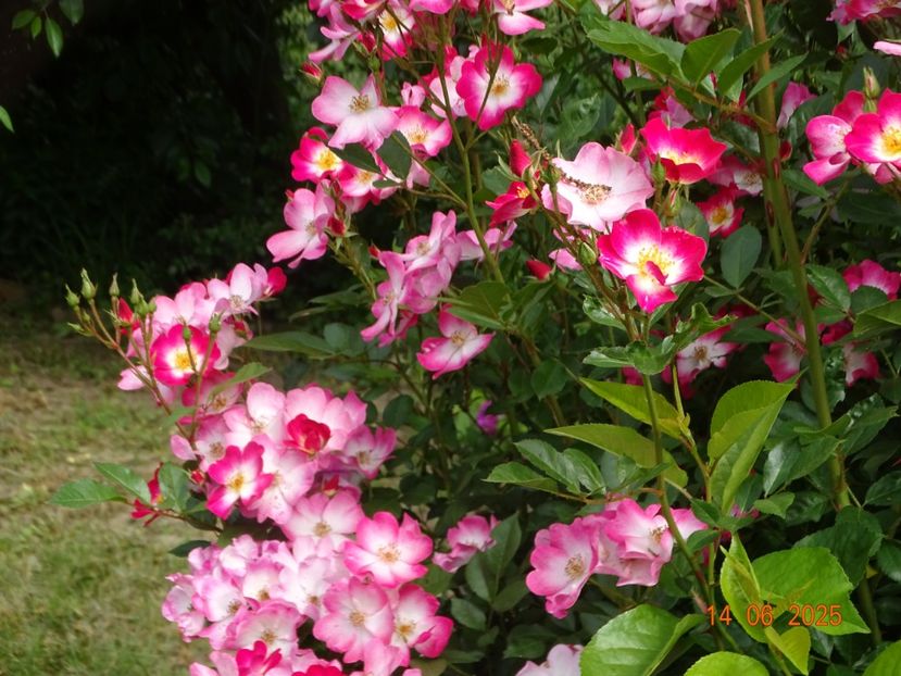  - Trandafiri 2025 2