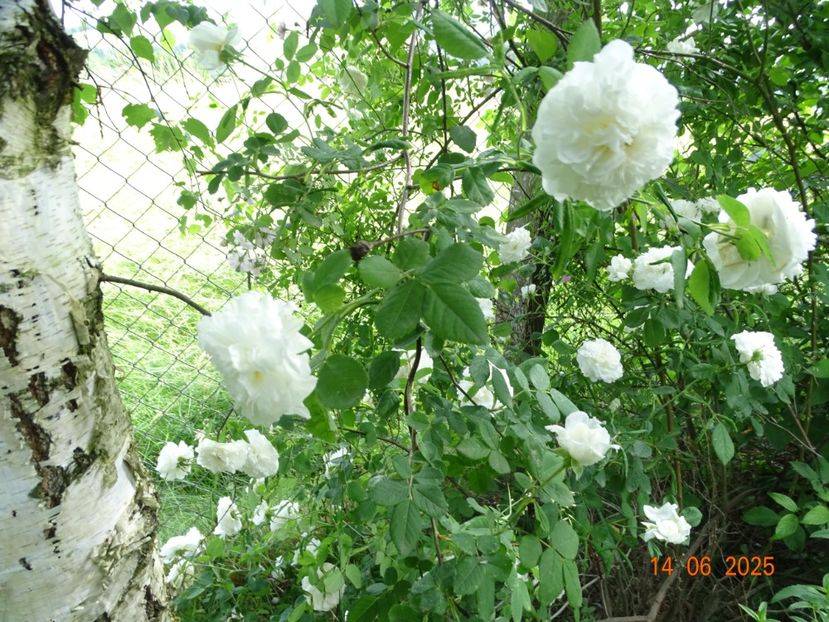  - Trandafiri 2025 2