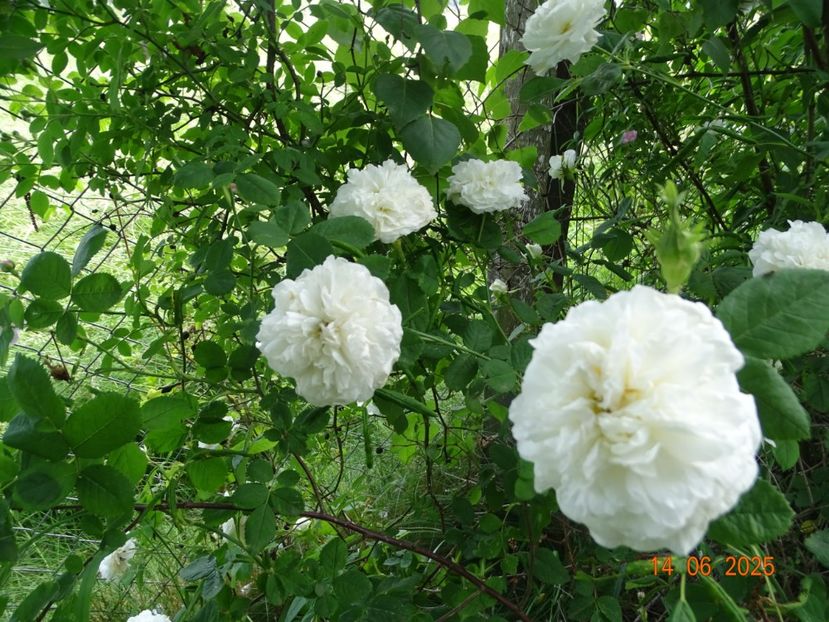  - Trandafiri 2025 2