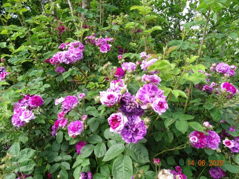  - Trandafiri 2025 2