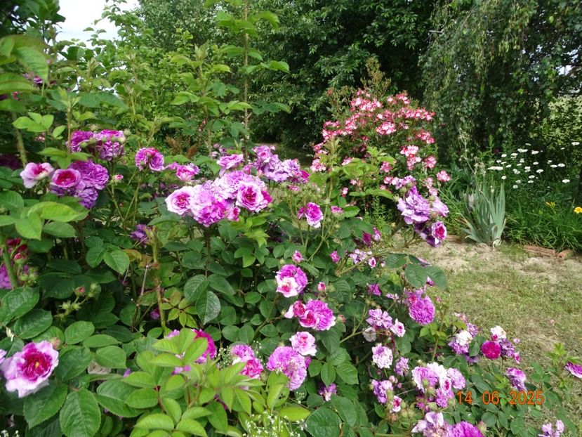  - Trandafiri 2025 2