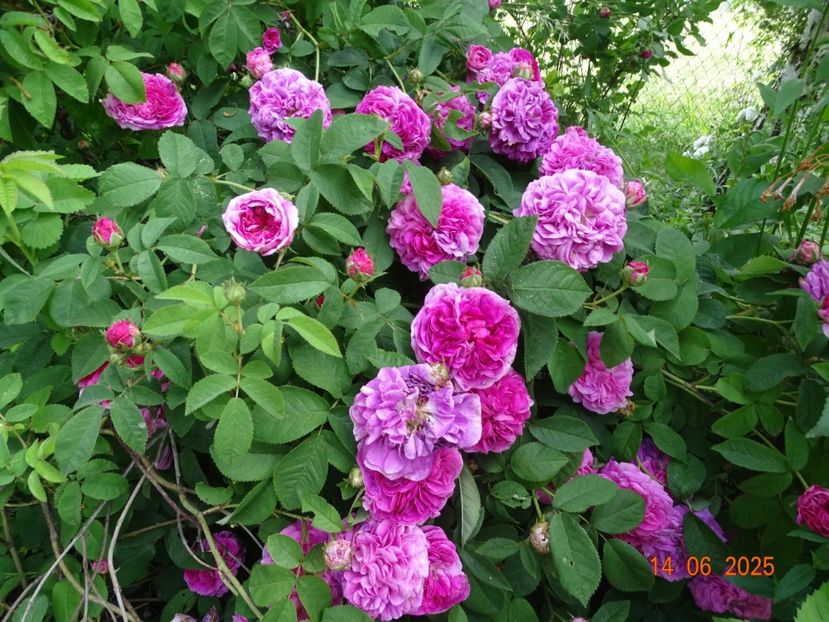  - Trandafiri 2025 2