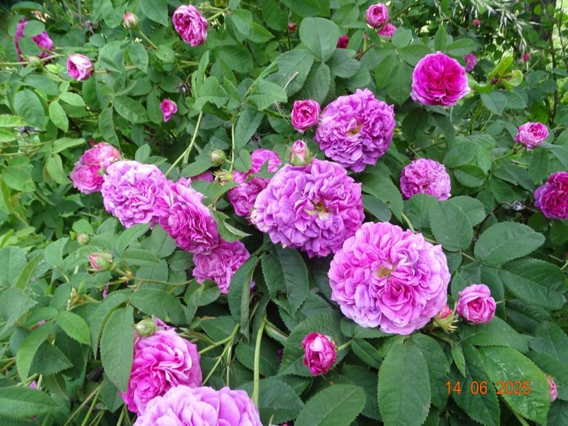  - Trandafiri 2025 2