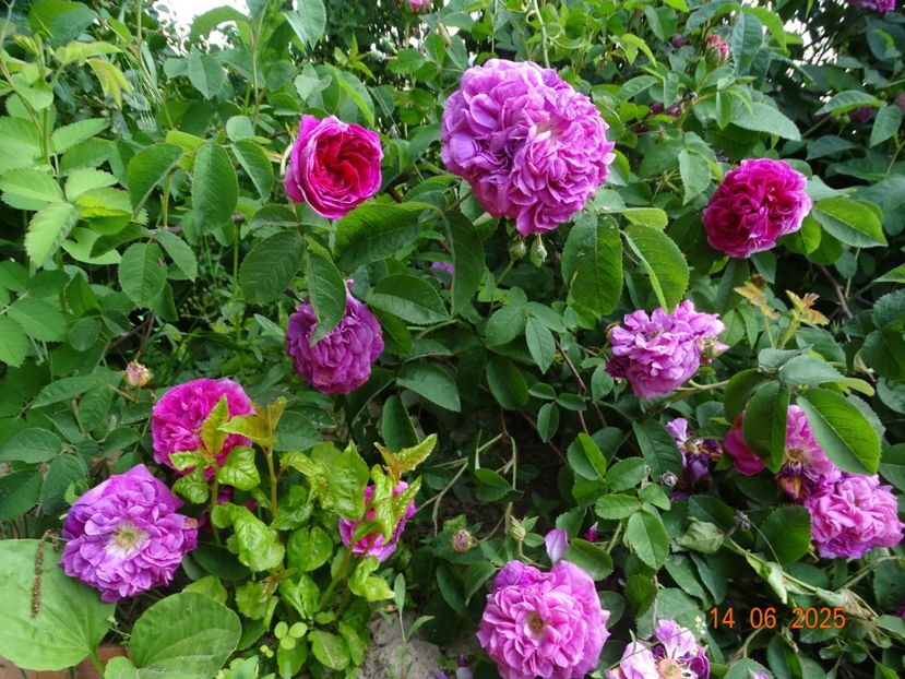  - Trandafiri 2025 2
