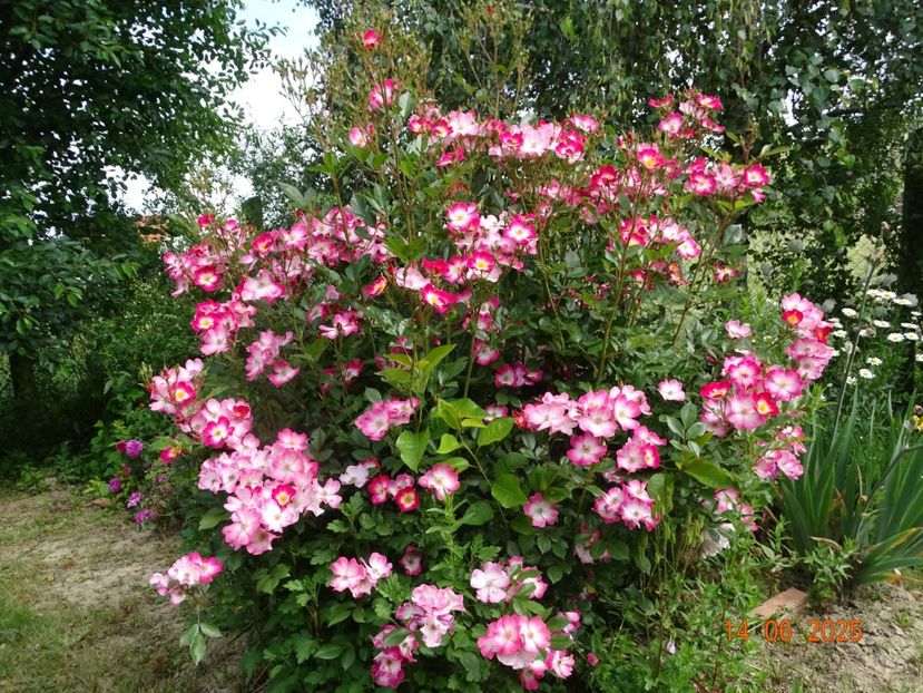  - Trandafiri 2025 2
