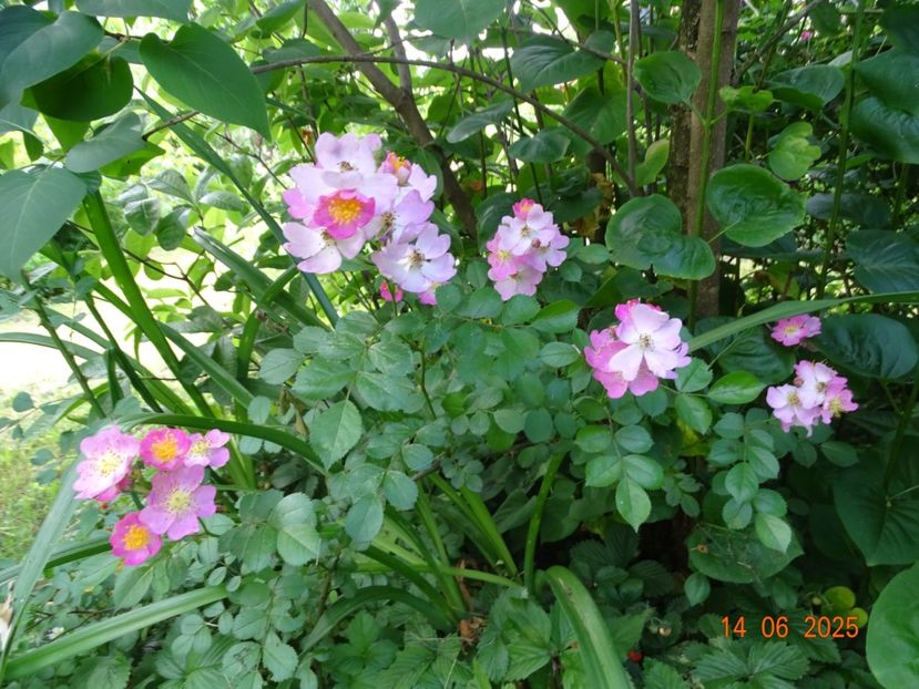  - Trandafiri 2025 2
