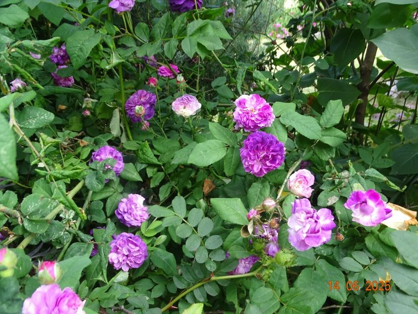  - Trandafiri 2025 2