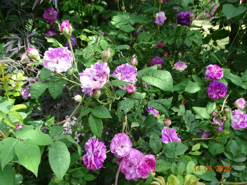  - Trandafiri 2025 2