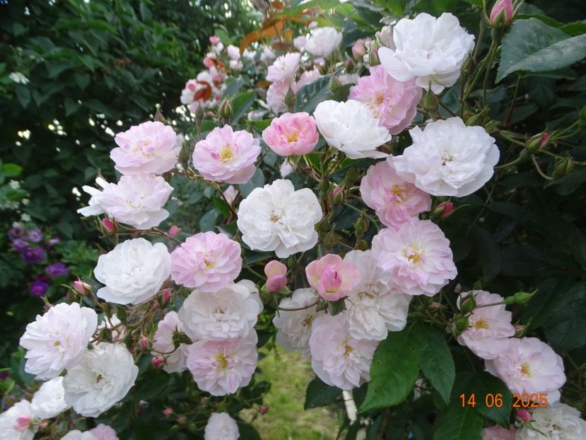  - Trandafiri 2025 2