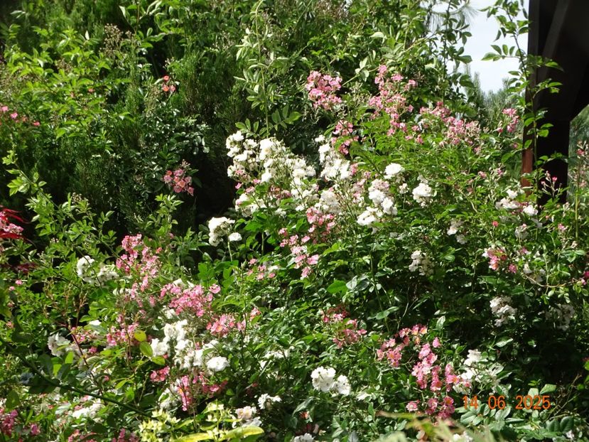  - Trandafiri 2025 2