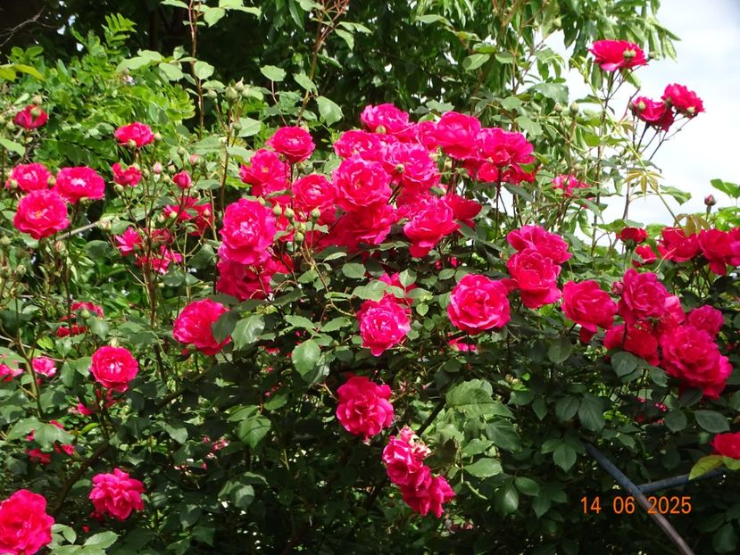  - Trandafiri 2025 2