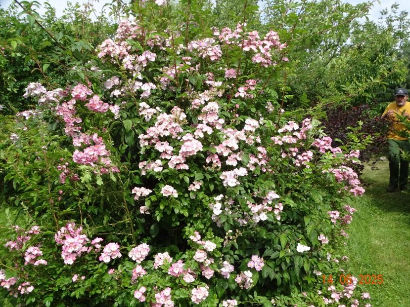  - Trandafiri 2025 2