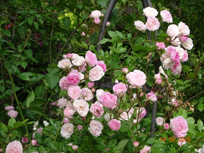  - Trandafiri 2025 2