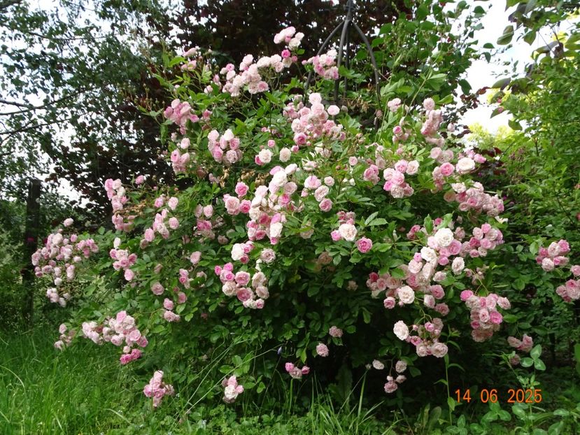  - Trandafiri 2025 2