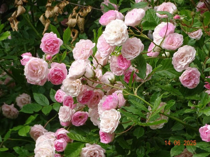  - Trandafiri 2025 2