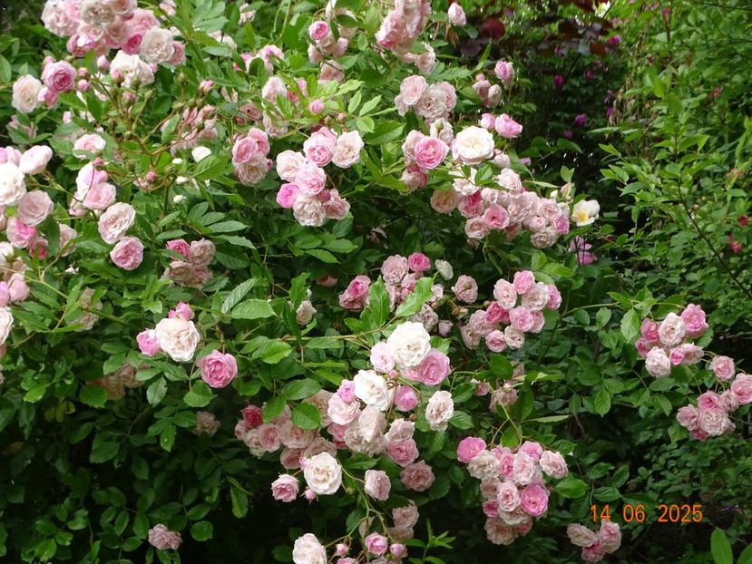  - Trandafiri 2025 2