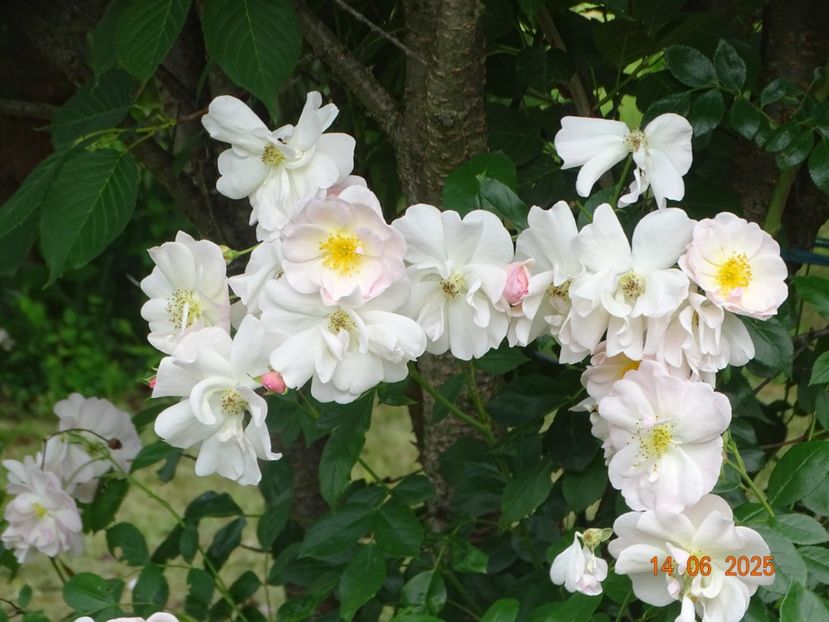  - Trandafiri 2025 2