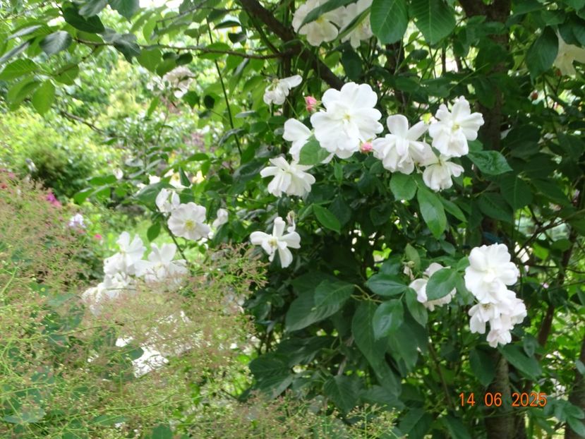  - Trandafiri 2025 2