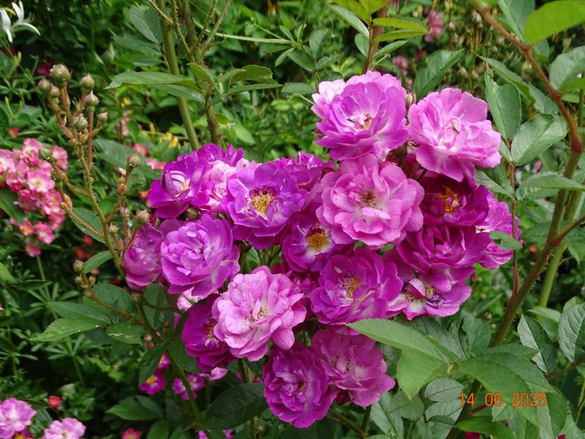  - Trandafiri 2025 2