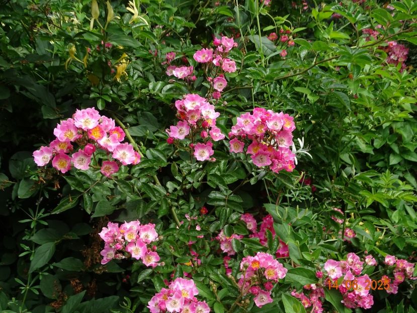  - Trandafiri 2025 2
