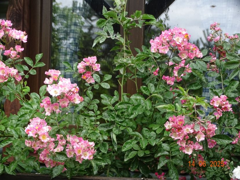  - Trandafiri 2025 2