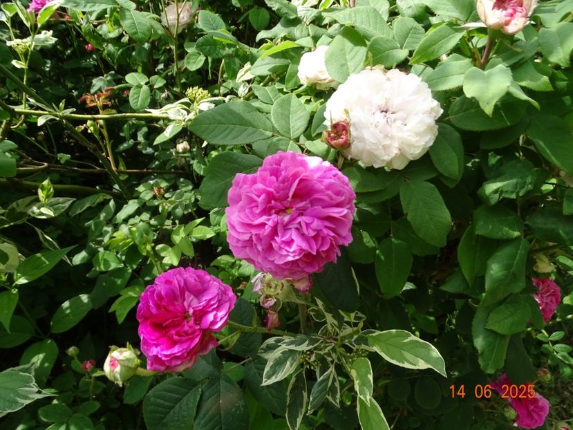  - Trandafiri 2025 2