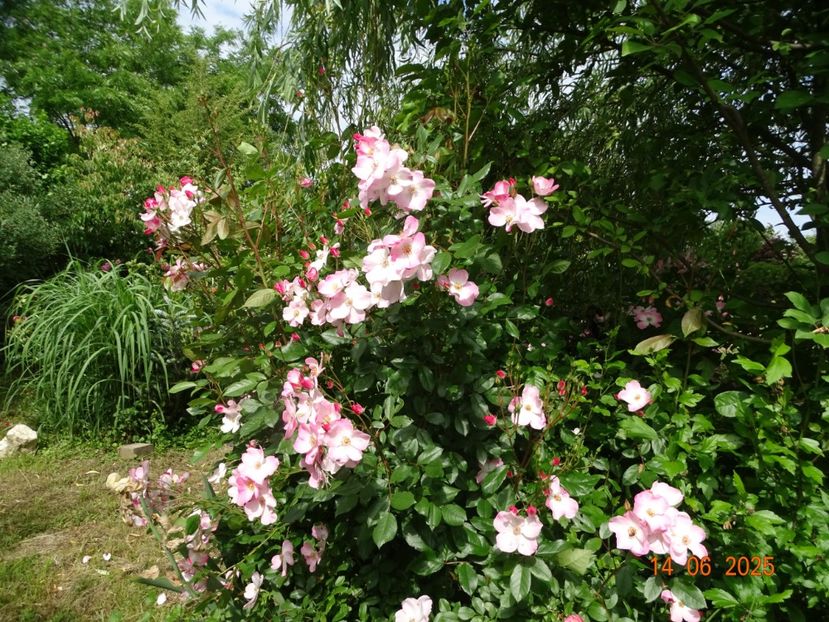  - Trandafiri 2025 2