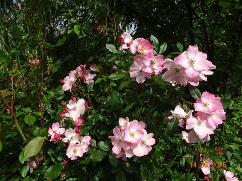  - Trandafiri 2025 2