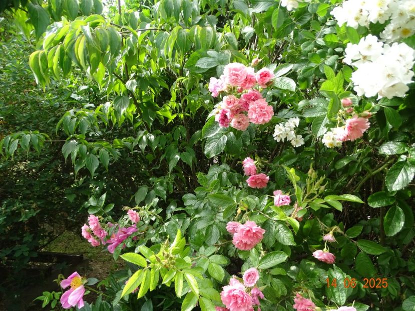  - Trandafiri 2025 2
