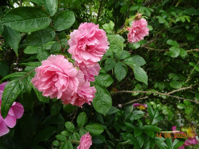  - Trandafiri 2025 2