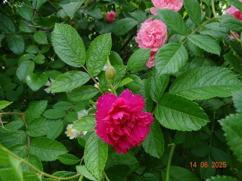  - Trandafiri 2025 2