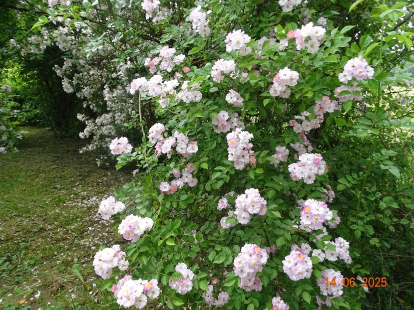 - Trandafiri 2025 2
