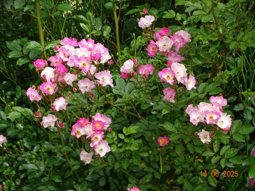  - Trandafiri 2025 2