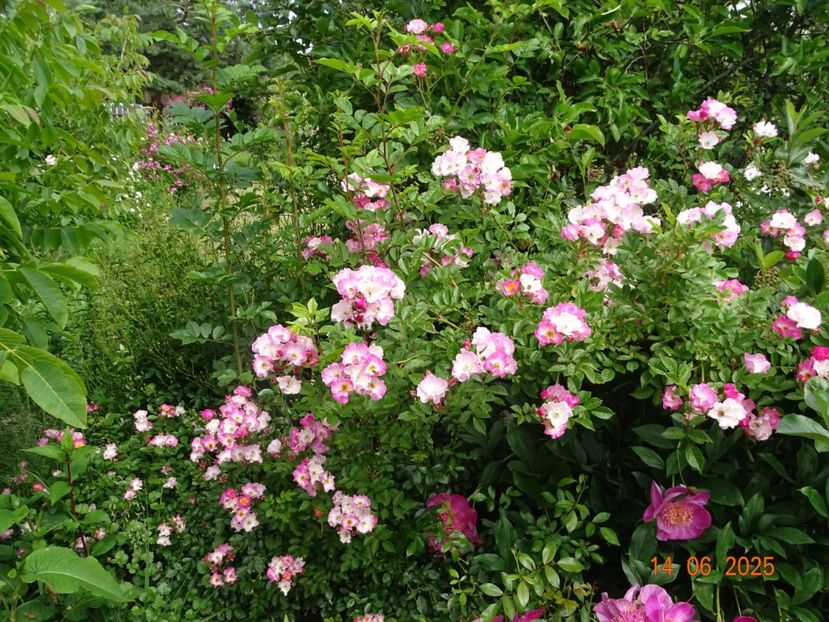  - Trandafiri 2025 2