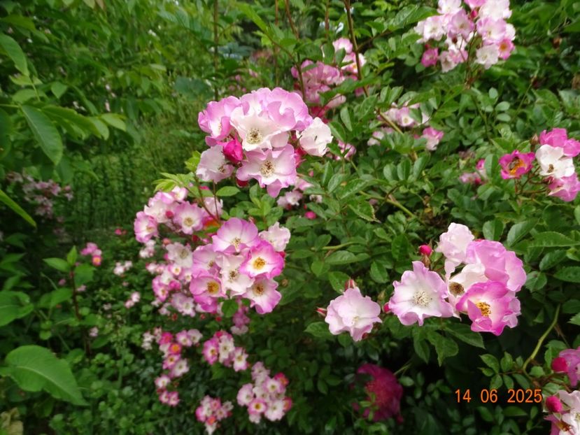  - Trandafiri 2025 2