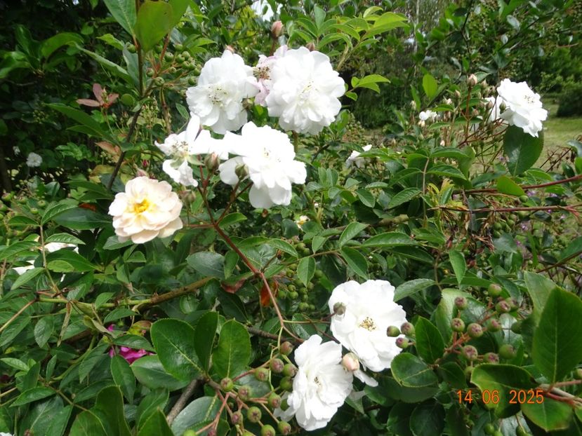  - Trandafiri 2025 2