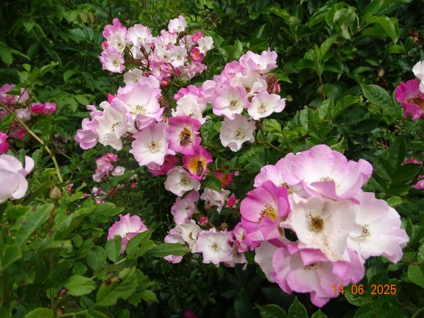  - Trandafiri 2025 2
