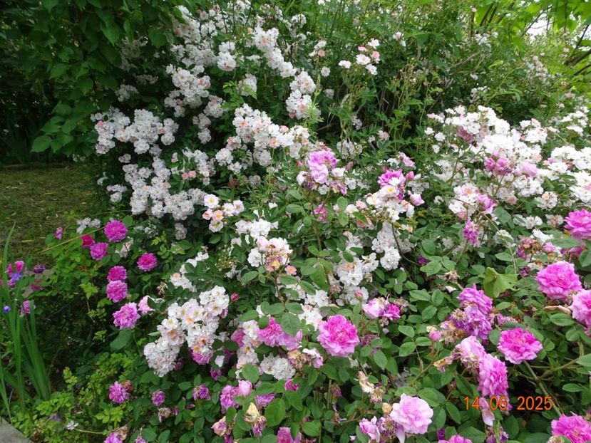  - Trandafiri 2025 2