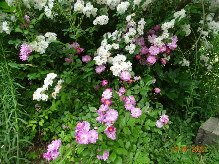  - Trandafiri 2025 2