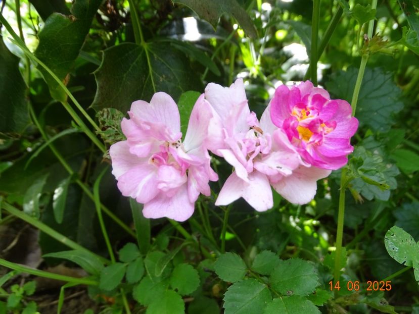  - Trandafiri 2025 2