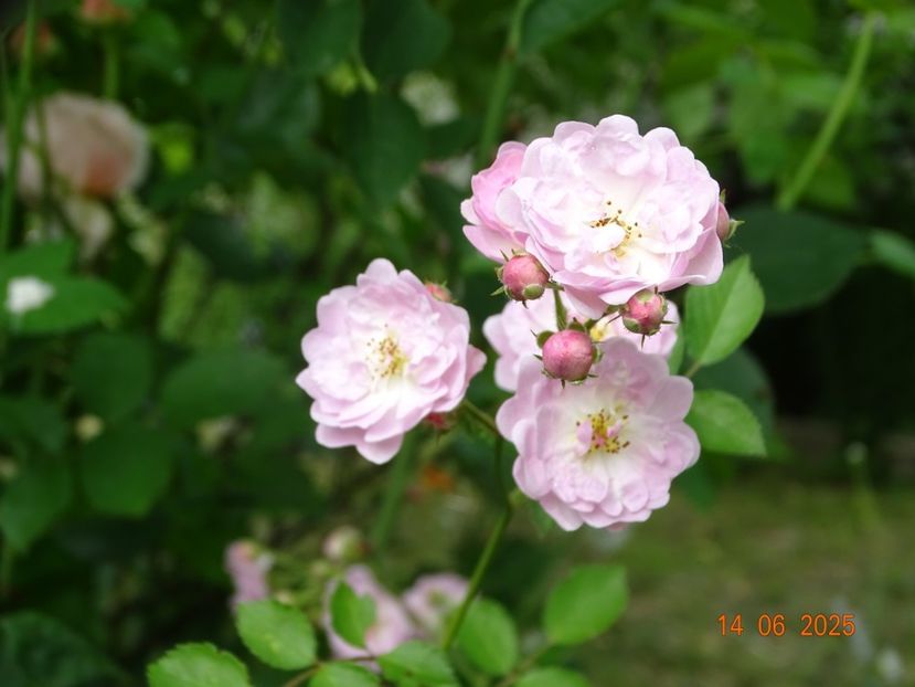  - Trandafiri 2025 2