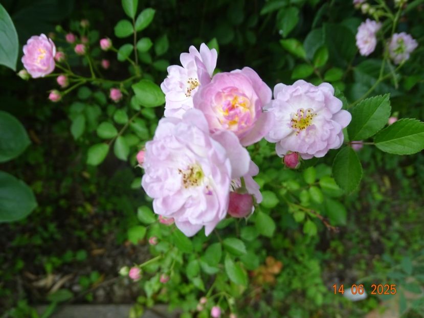  - Trandafiri 2025 2