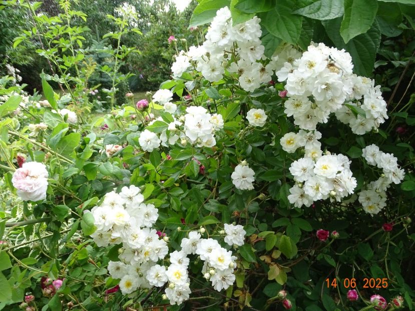  - Trandafiri 2025 2